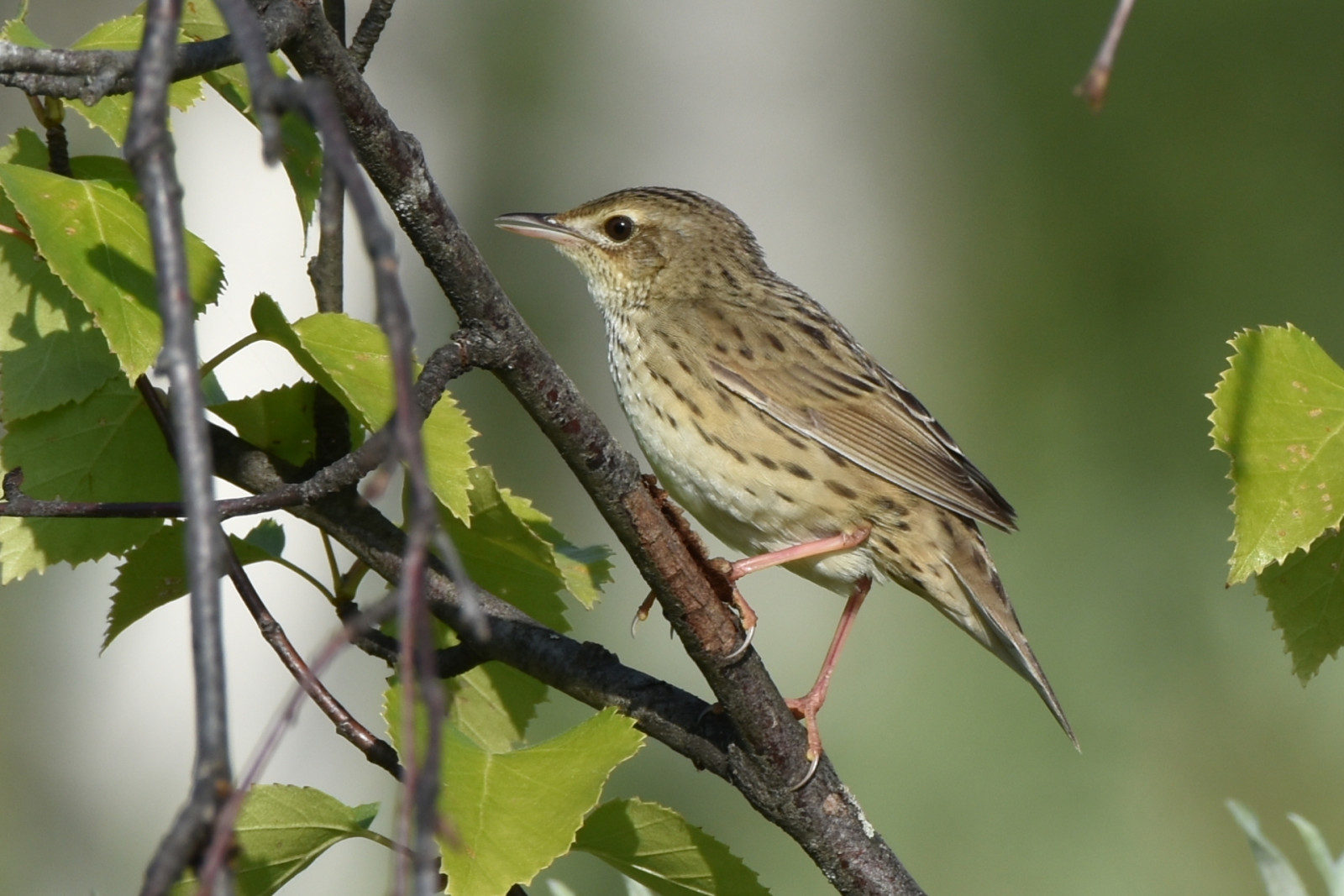 image Lanceolated Warbler